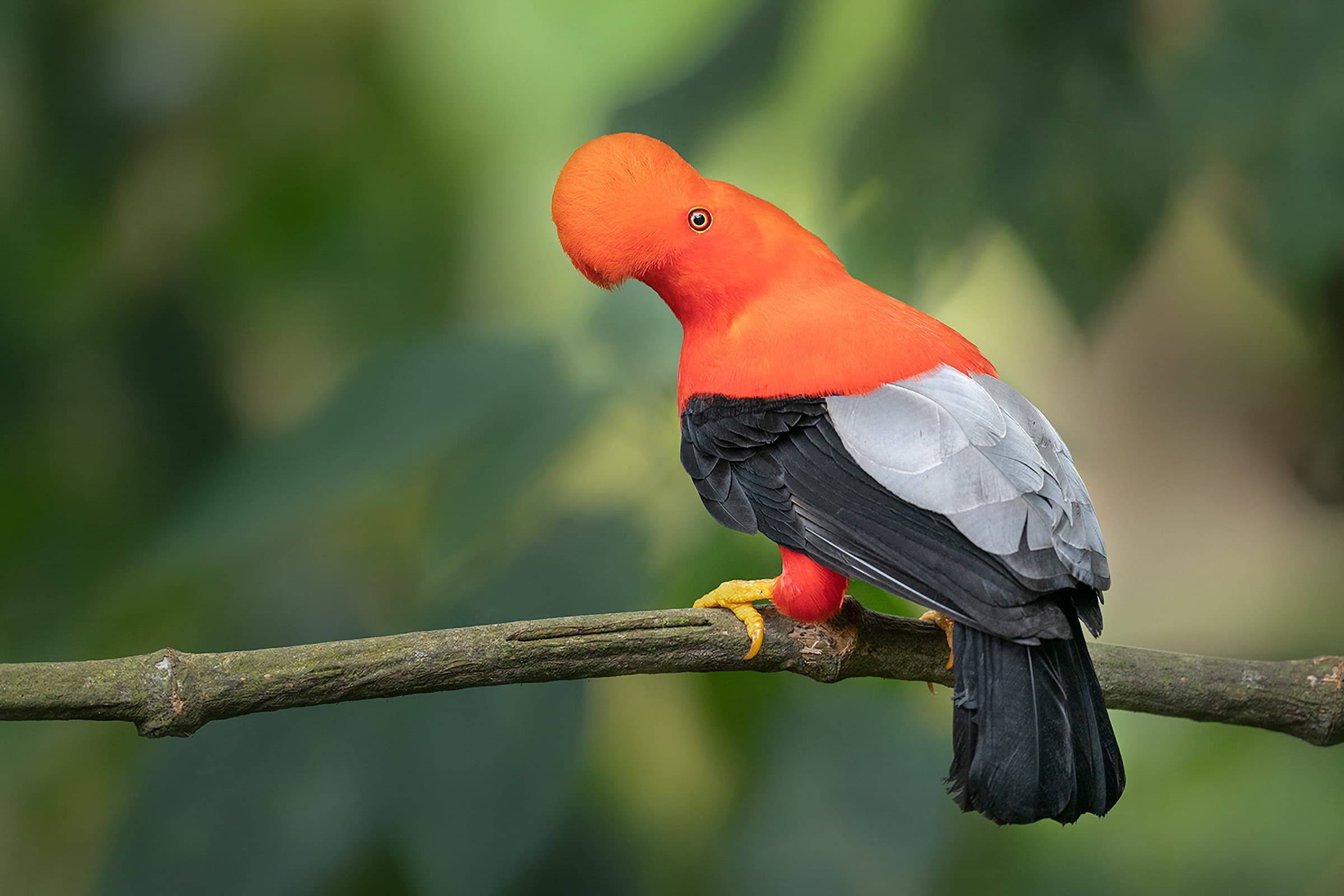Gallito de roca andino posado entre la vegetación de la selva
