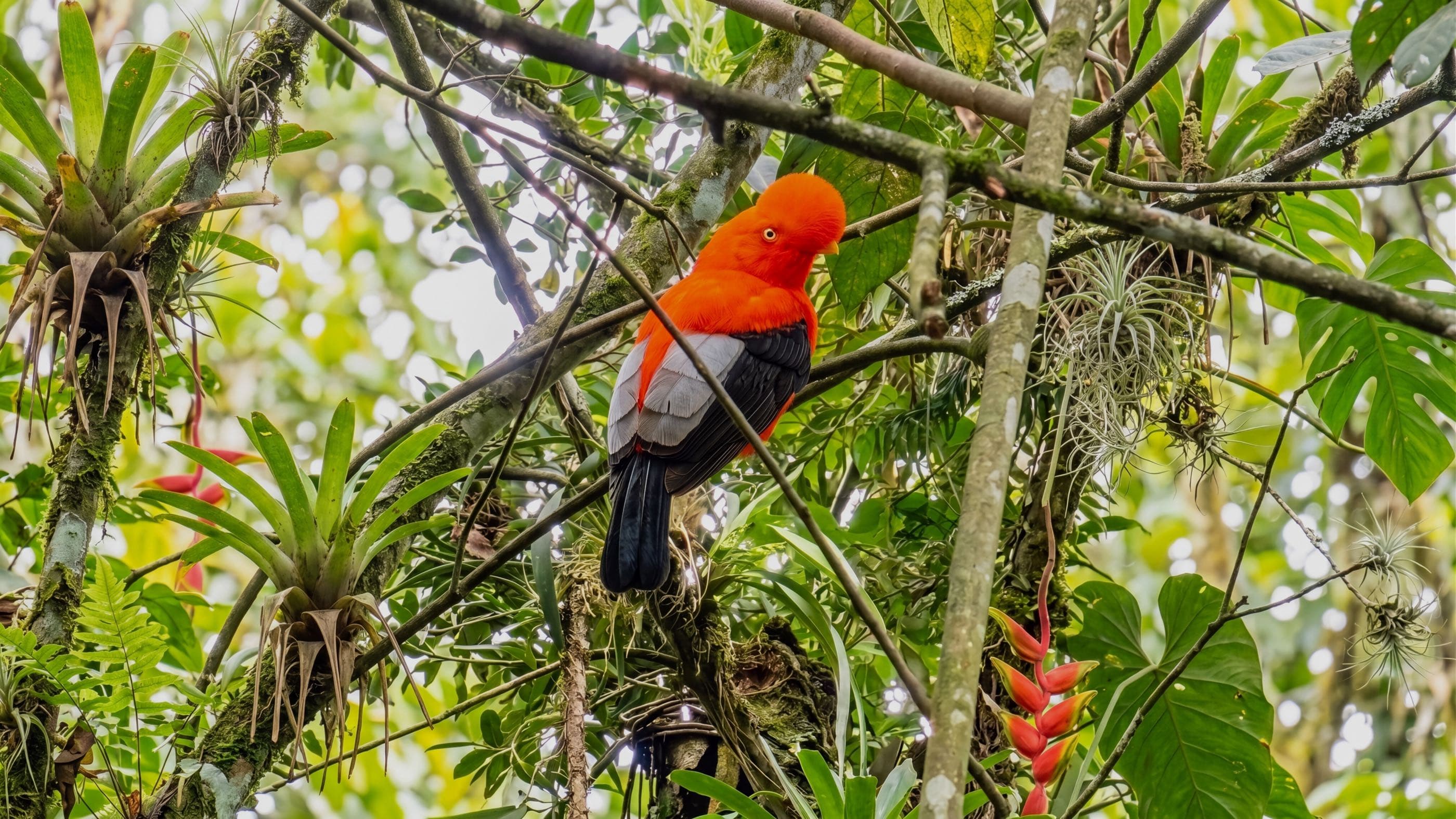 Gallito de roca andino posado entre la vegetación de la selva